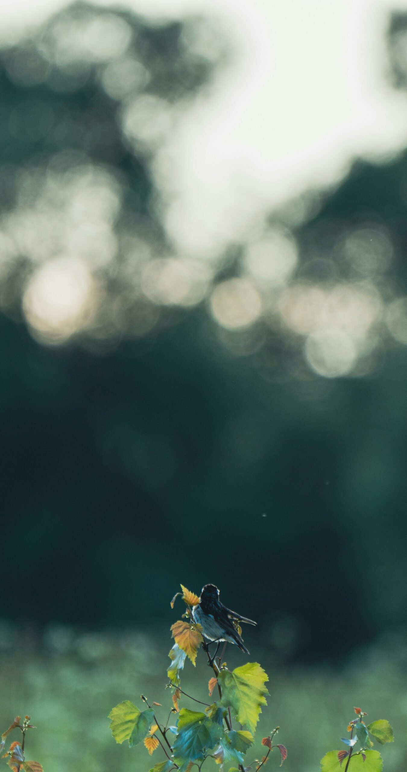 german-krupenin-wkUmeBxePqA-unsplash
