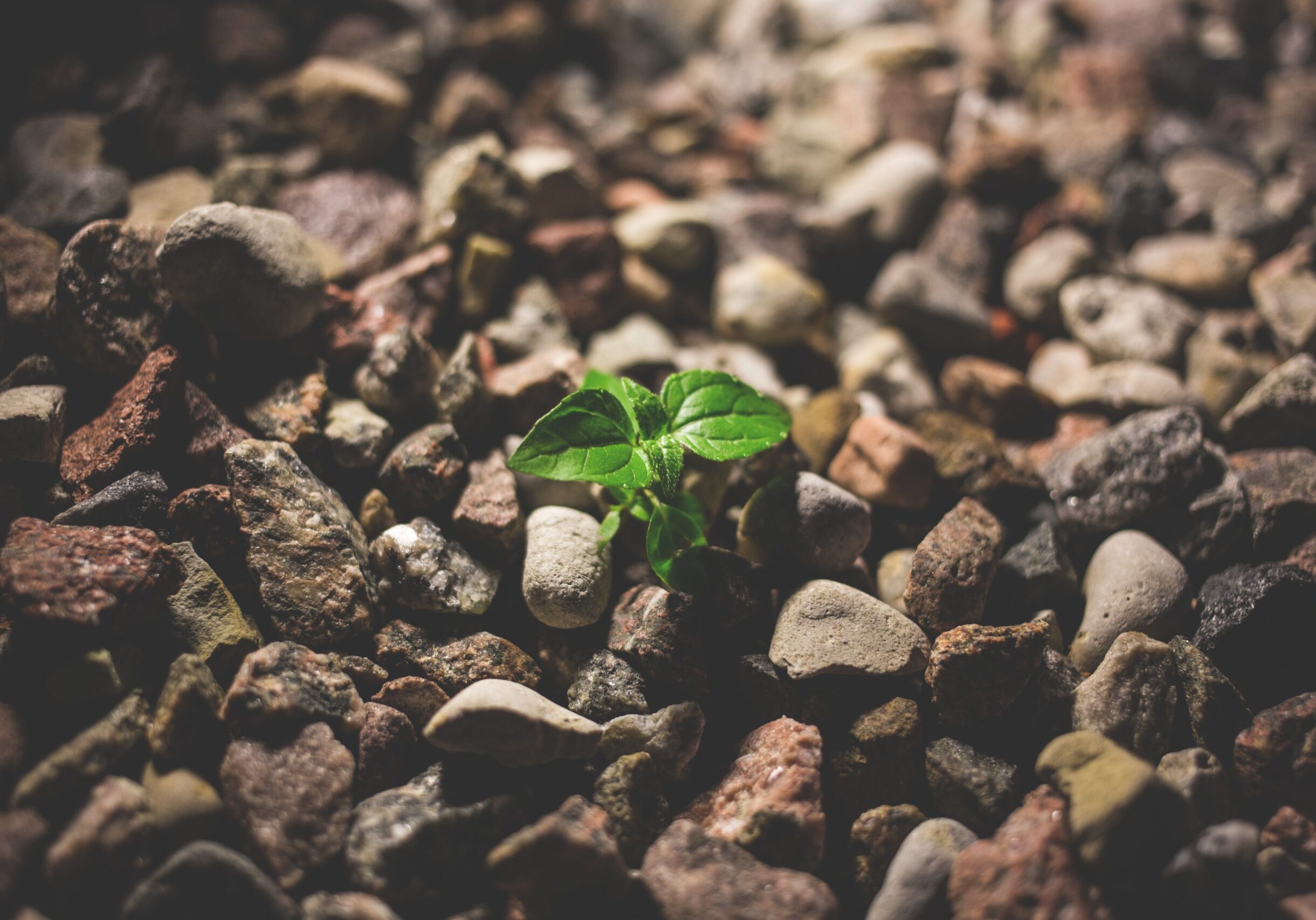 focus-growth-leaves-127713 focus-growth-leaves-127713